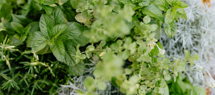 Close-up on a bushy mix of fresh, growing herbs.