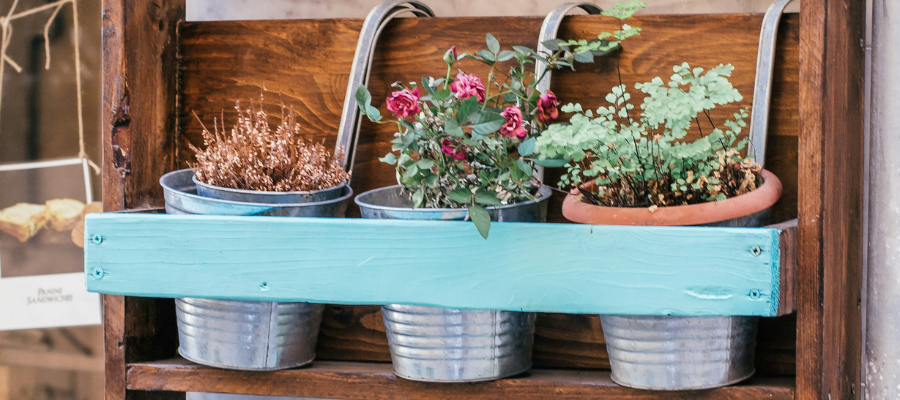 Three plants hanging in small steel planters.