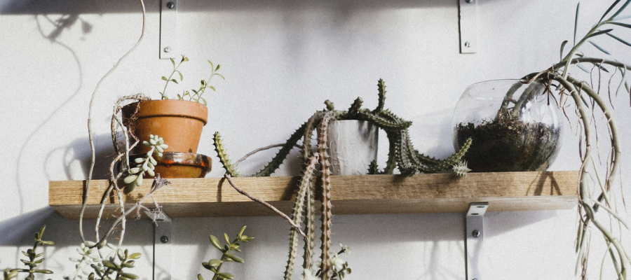 Small wall shelf with three strugglinh plants.