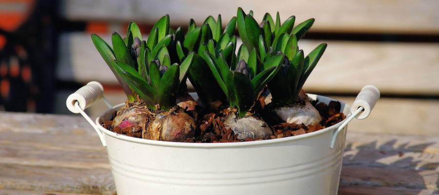 Small, white metal basin filled with hyacinth bulbs that are starting to bloom.