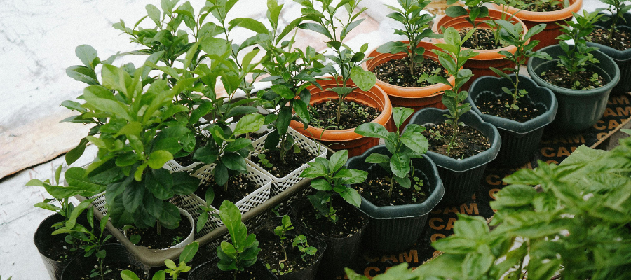 Collection of small plants growing in containers on the balcony garden.