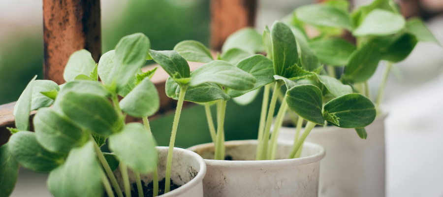 Young cucumber seedlings growing in small white pots on the balcony.