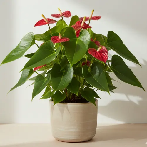 Lush Anthurium Andraeanum plant with red blooms and bushy green leaves.