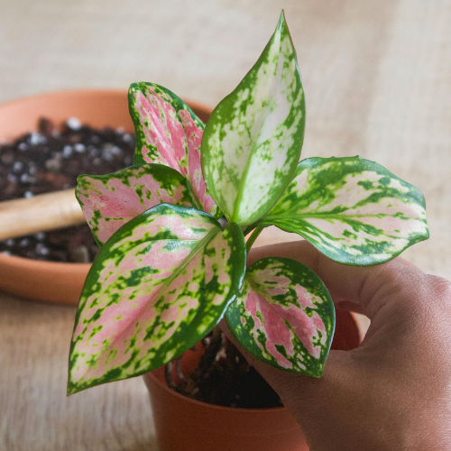 Small Chinese Evergreen plant in soft light.