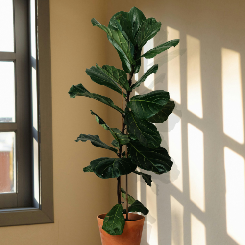 Tall fiddle leaf fig plant in ceramic pot.