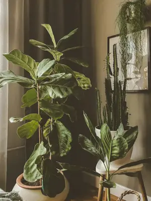 Fiddle leaf fig in a cozy living room corner with natural light