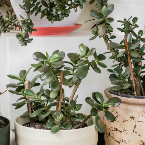 Jade plants in neutral beige pots with soft sunlight.