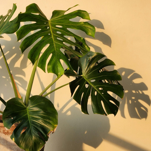 Sunlit monstera plant with large split leaves on an orange background.
