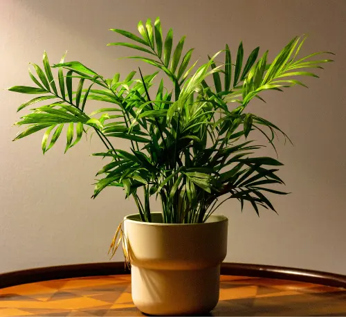Lush parlor palm plant in a bright sun light.