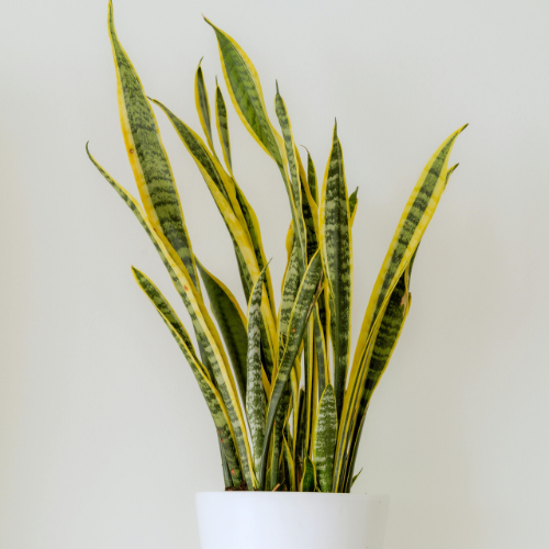 Vibrant snake plant in ceramic pot.