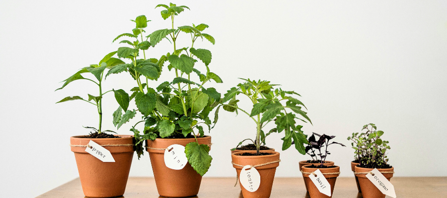 Varieties of herbs in clay pots.