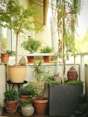 City balcony garden filled with many potted houseplants in natural light.