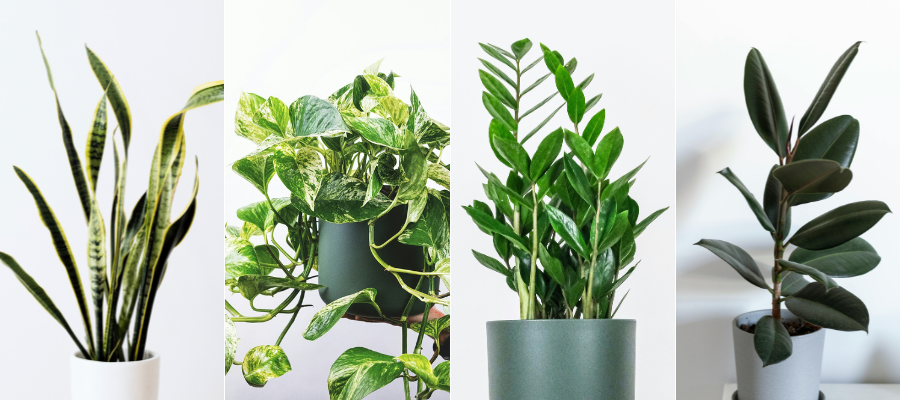 Snake plant, pothos, zz plant and rubber plant on soft background.