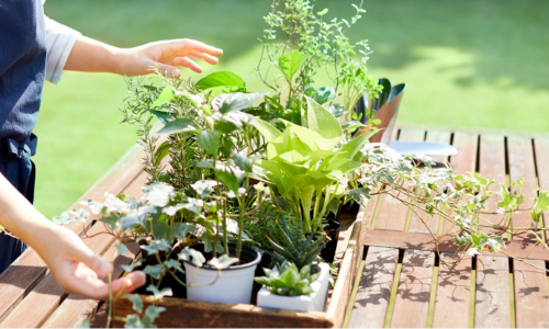 Wooden crate of houseplants on a sunny garden table.