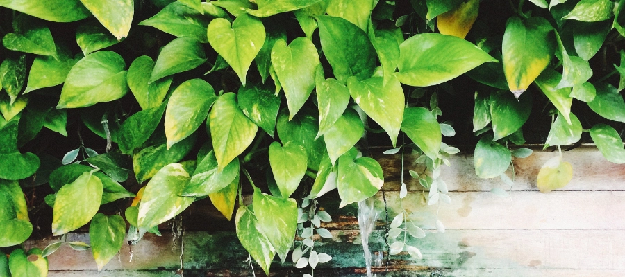 Full, bushy pothos plant on outdoor wall.