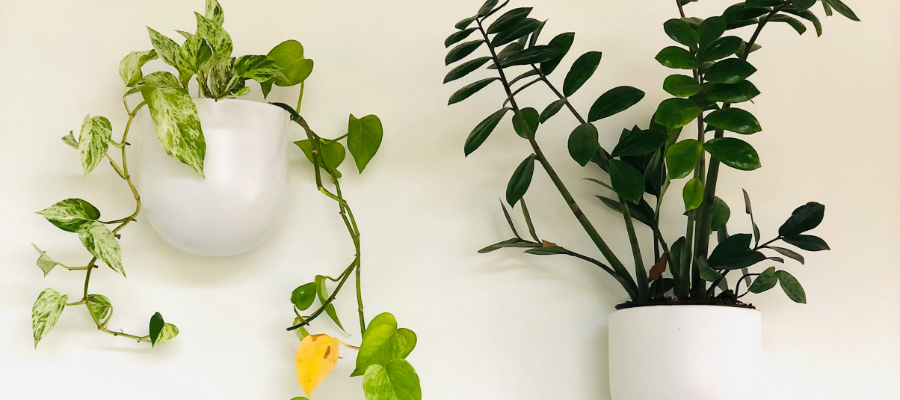 ZZ plant and pathos plant with yellow feaf hanging on the white wall.