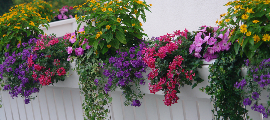 Balcony rail with hanging planters filled with colorful begonias, petunias and trailing ivy.