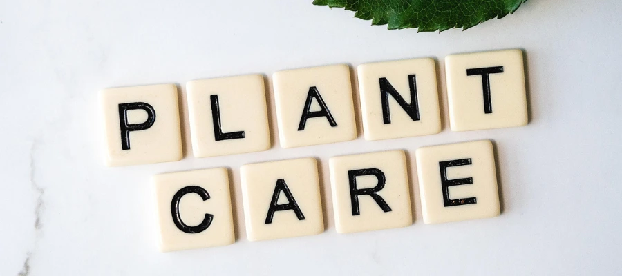 Scribble blocks on bright background that read Plant Care.