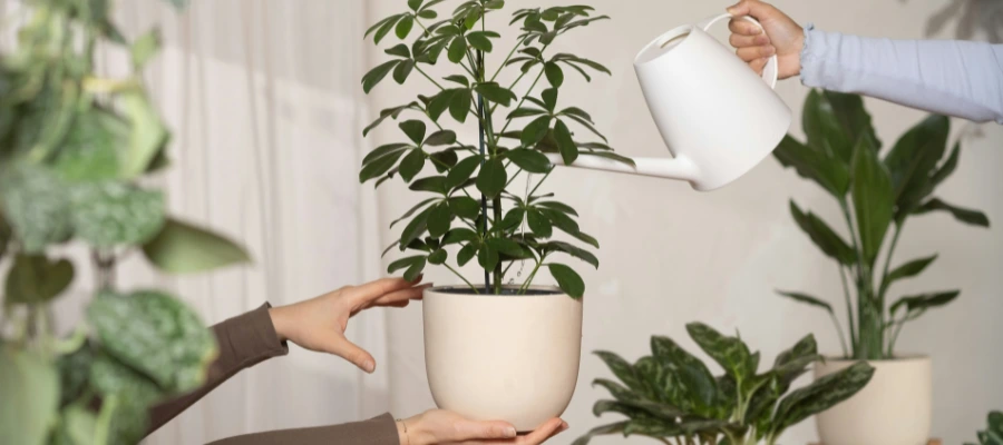 Bushy houseplant held in the air in big white pot, being watered by another person.